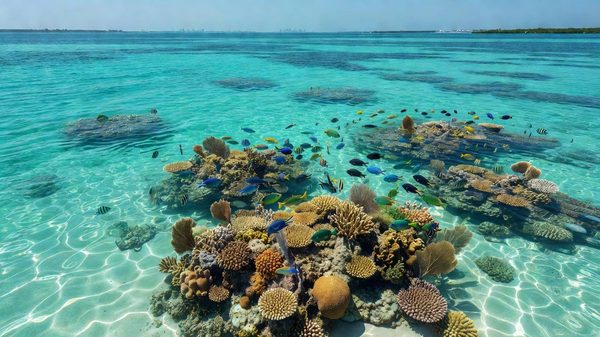 Turquoise Biscayne Bay with coral reef and mangrove shoreline, Florida