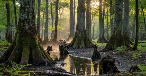 Morning light filtering through ancient bald cypress and tupelo trees in Congaree National Park's old-growth floodplain forest