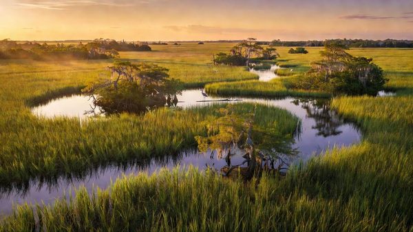 Sawgrass marsh at golden hour in the Everglades with great blue heron