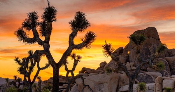 Twisted Joshua trees silhouetted against a blazing orange and pink sunset sky, with granite boulder formations in the background at Joshua Tree National Park