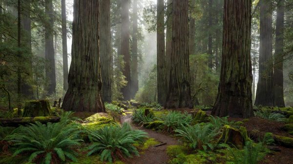 Old-growth redwood cathedral canopy in Muir Woods, Northern California