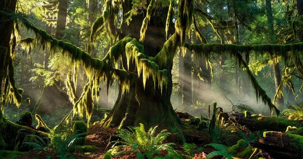 Hoh Rain Forest old-growth Sitka spruce draped in club moss, shafts of light filtering through the forest canopy