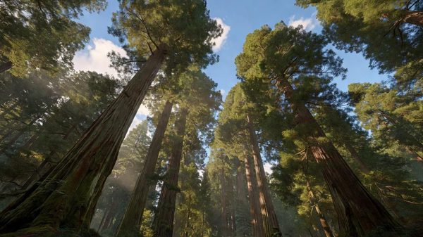 Ancient coast redwood forest canopy with fern-covered floor, Northern California